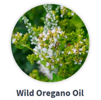 WILD OREGANO OIL